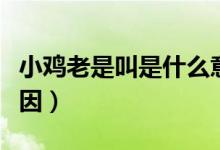 小鸡老是叫是什么意思(小鸡老是叫是什么原因)