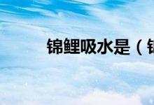 锦鲤吸水是（锦鲤吸水什么意思）