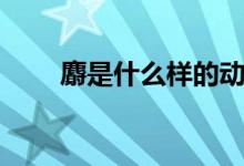 麝是什么样的动物(麝是什么部首)