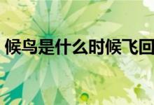 候鸟是什么时候飞回北方(候鸟是什么意思)