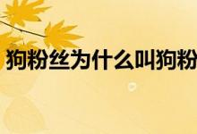 狗粉丝为什么叫狗粉丝（狗粉丝是什么群体）