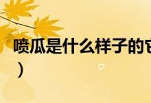 喷瓜是什么样子的它有什么特点（喷瓜是什么）