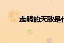 走鹃的天敌是什么(走鹃的特点)