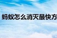 蚂蚁怎么消灭最快方法家庭（蚂蚁怎么养啊）