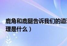 鹿角和鹿腿告诉我们的道理简短(鹿角和鹿腿告诉我们的道理是什么)