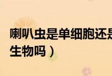 喇叭虫是单细胞还是多细胞(喇叭虫是单细胞生物吗)