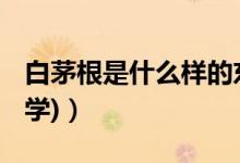 白茅根是什么样的东西（bmg是什么意思(数学)）