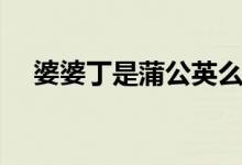 婆婆丁是蒲公英么（婆婆丁是蒲公英吗）