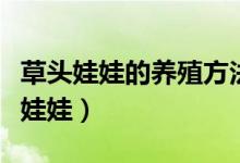 草头娃娃的养殖方法和注意事项（怎么养草头娃娃）