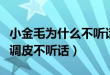 小金毛为什么不听话（是不是金毛小时候都很调皮不听话）