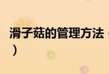 滑子菇的管理方法（滑子菇高产栽培技术分享）