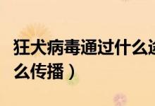 狂犬病毒通过什么途径传播（狂犬病毒通过什么传播）