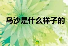 乌沙是什么样子的（乌沙是一种什么东西）