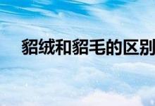 貂绒和貂毛的区别（貂绒和貂毛的区别）