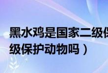 黑水鸡是国家二级保护动物（黑水鸡是国家二级保护动物吗）
