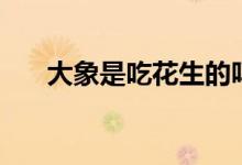 大象是吃花生的吗（大象是吃什么的）