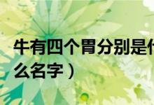 牛有四个胃分别是什么（牛有四个胃分别是什么名字）