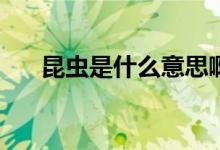 昆虫是什么意思啊（kc是什么意思啊）