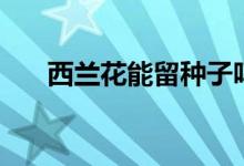 西兰花能留种子吗（西兰花能生吃吗）