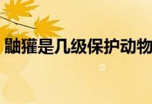 鼬獾是几级保护动物（鼬獾是几级保护动物）