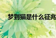 梦到猫是什么征兆（梦到猫预示着什么）