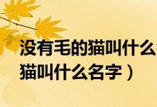 没有毛的猫叫什么名字 斯芬克斯（没有毛的猫叫什么名字）