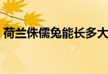 荷兰侏儒兔能长多大（荷兰侏儒兔能长多大）