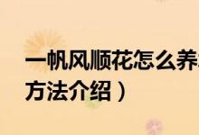 一帆风顺花怎么养水养（水养 一帆风顺花的方法介绍）