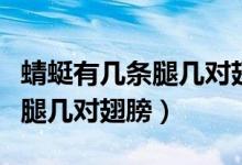 蜻蜓有几条腿几对翅膀几对触角（蜻蜓有几条腿几对翅膀）