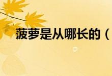 菠萝是从哪长的（菠萝是从哪长出来的）