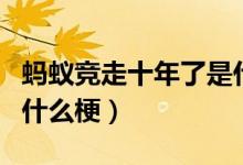 蚂蚁竞走十年了是什么综艺（蚂蚁竞走十年了什么梗）