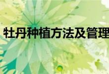 牡丹种植方法及管理（牡丹种植方法和时间）
