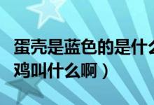蛋壳是蓝色的是什么蛋（会产蓝色蛋壳鸡蛋的鸡叫什么啊）