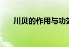 川贝的作用与功效（川贝的功效介绍）