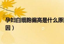 孕妇白细胞偏高是什么原因分析(孕妇白细胞偏高是什么原因)