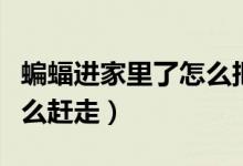 蝙蝠进家里了怎么把它赶走（蝙蝠进家里了怎么赶走）