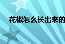 花椒怎么长出来的（花椒怎么长期保存）