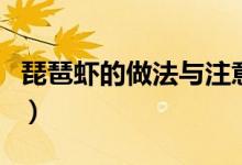 琵琶虾的做法与注意事项（正宗琵琶虾的做法）