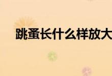 跳蚤长什么样放大图片（跳蚤长什么样）