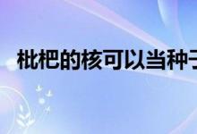 枇杷的核可以当种子吗（枇杷的核能吃吗）