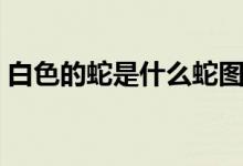 白色的蛇是什么蛇图片（白色的蛇是什么蛇）
