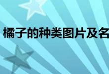 橘子的种类图片及名称（橘子的种类有几种）