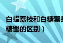 白蜡荔枝和白糖罂是一样的吗（白蜡荔枝和白糖罂的区别）