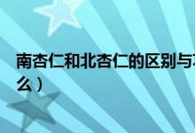 南杏仁和北杏仁的区别与功效（南杏仁和北杏仁的区别是什么）