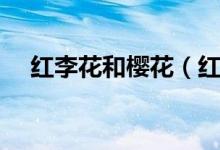 红李花和樱花（红叶李花与樱花的区别）