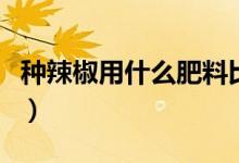 种辣椒用什么肥料比较好（种辣椒用什么肥料）