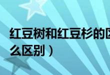 红豆树和红豆杉的区别（红豆树和红豆杉有什么区别）
