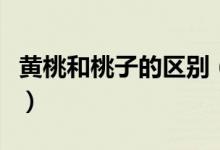 黄桃和桃子的区别（黄桃和桃子的区别有哪些）