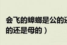 会飞的蟑螂是公的还是母的（会飞的蟑螂是公的还是母的）
