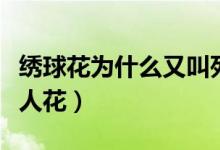 绣球花为什么又叫死人花（绣球花为啥又叫死人花）